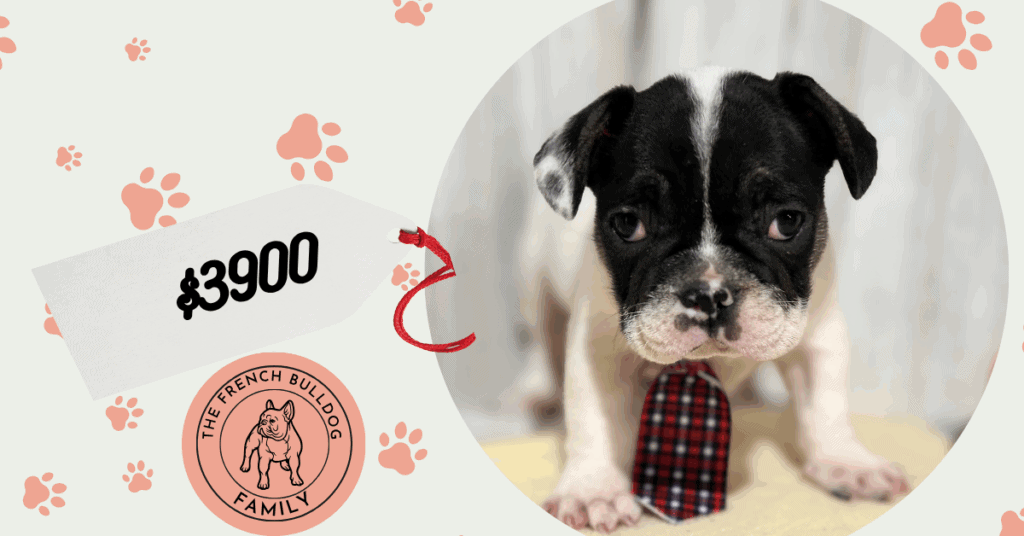 Nash | Brindle Pied French Bulldog Male | Available in Nov 2025