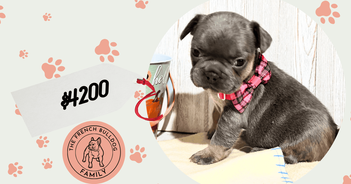 Oakley | Blue & Tan French Bulldog Female | Available in Nov 2025