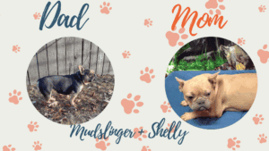 Mudslinger & Shelly - Frenchie's parents