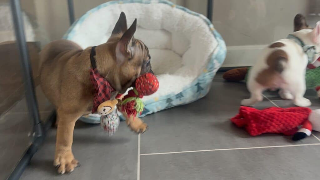 Isaac | Fawn French Bulldog Male | Available Now | The Silly One