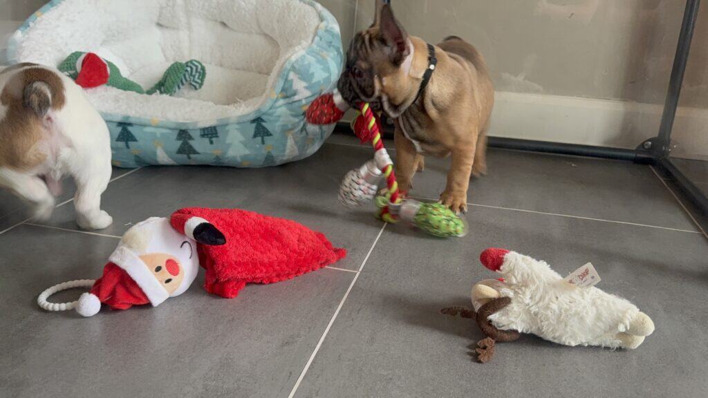 Isaac | Fawn French Bulldog Male | Available Now | The Silly One