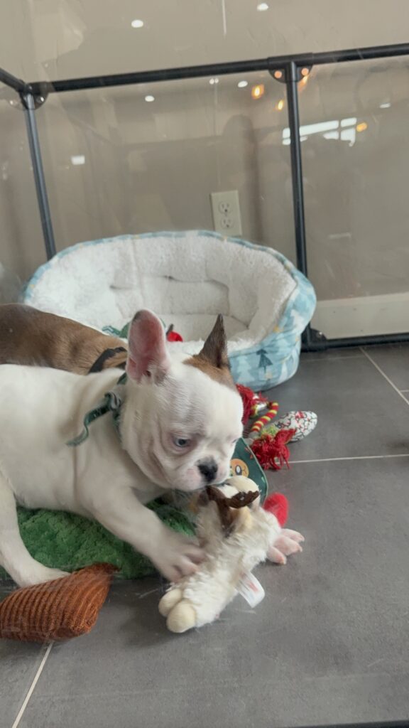 Ives | Fawn Pied French Bulldog Male | Available Oct 2025