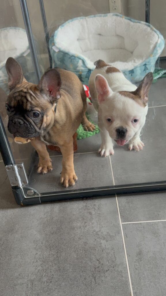 Isaac | Fawn French Bulldog Male | Available Now | The Silly One