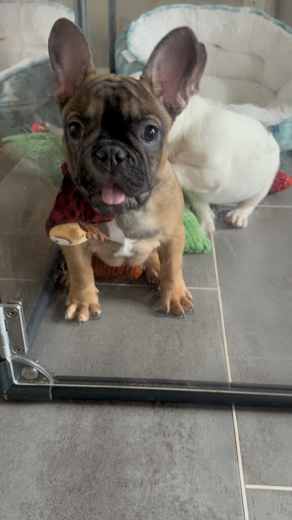 Isaac | Fawn French Bulldog Male | Available Now | The Silly One