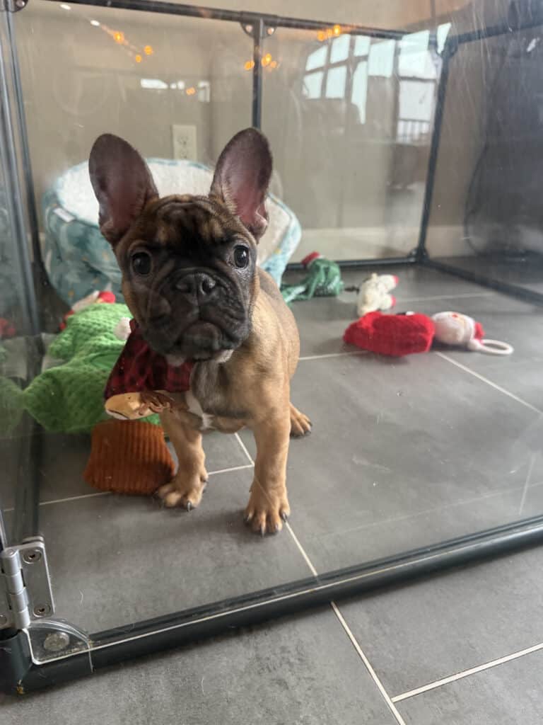 Isaac | Fawn French Bulldog Male | Available Now | The Silly One