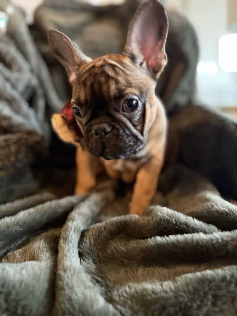 Isaac | Fawn French Bulldog Male | Available Now | The Silly One