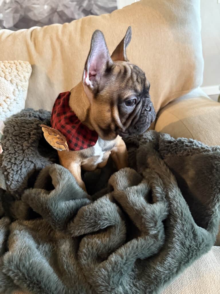 Isaac | Fawn French Bulldog Male | Available Now | The Silly One