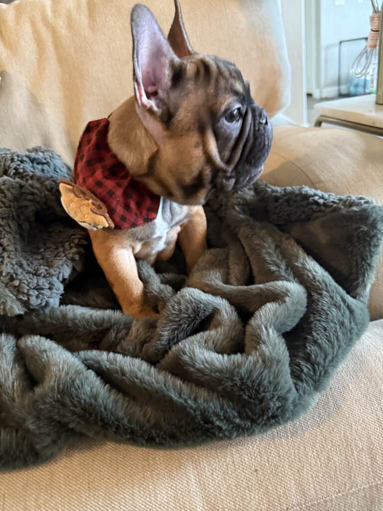 Isaac | Fawn French Bulldog Male | Available Now | The Silly One