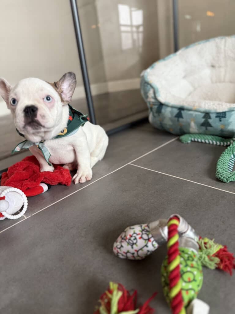 Ives | Fawn Pied French Bulldog Male | Available Oct 2025