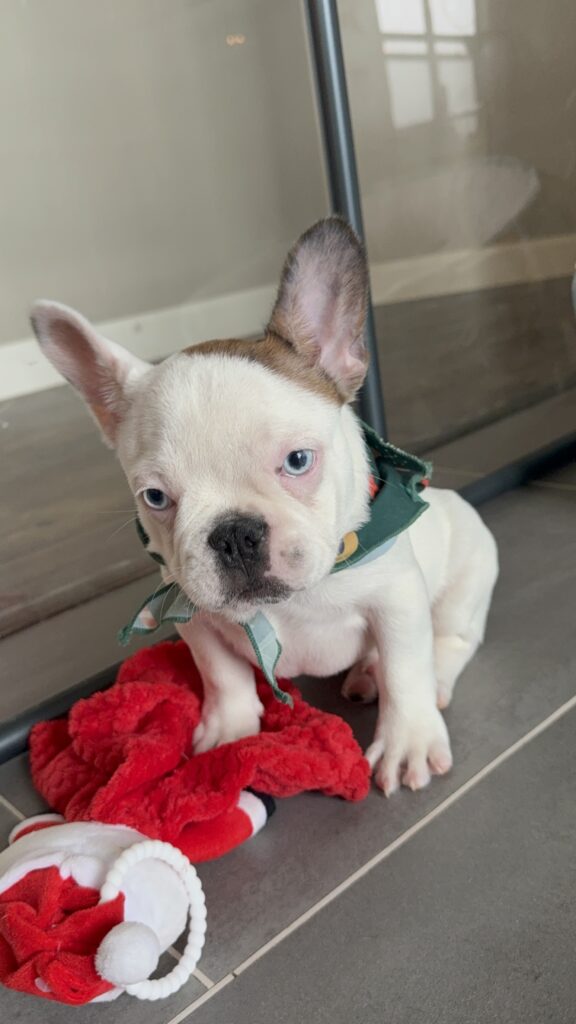 Ives | Fawn Pied French Bulldog Male | Available Oct 2025