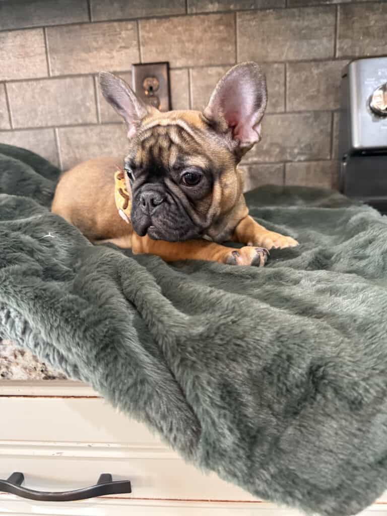 Isaac | Fawn French Bulldog Male | Available Now | The Silly One