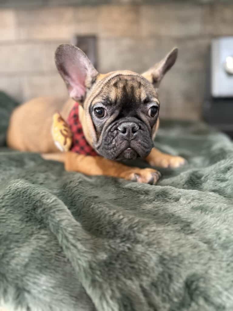 Isaac | Fawn French Bulldog Male | Available Now | The Silly One