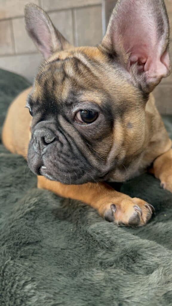 Isaac | Fawn French Bulldog Male | Available Now | The Silly One