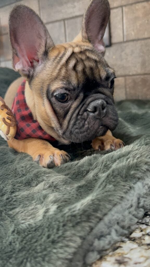Isaac | Fawn French Bulldog Male | Available Now | The Silly One