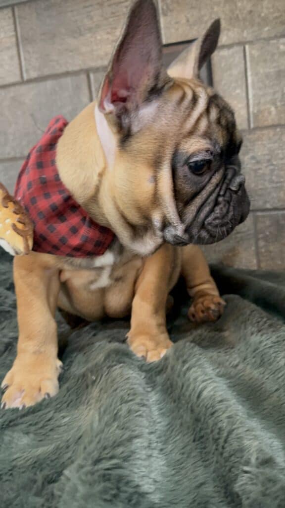 Isaac | Fawn French Bulldog Male | Available Now | The Silly One
