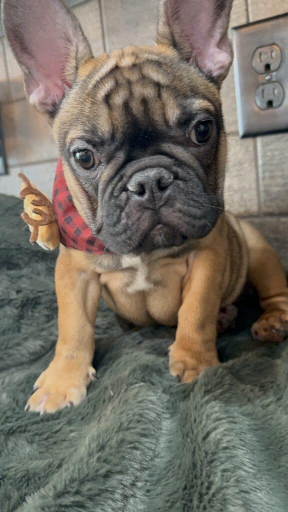 Isaac | Fawn French Bulldog Male | Available Now | The Silly One