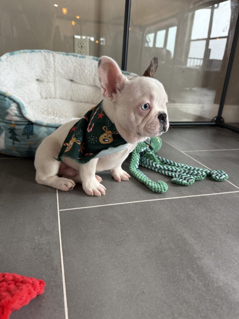 Ives | Fawn Pied French Bulldog Male | Available Oct 2025