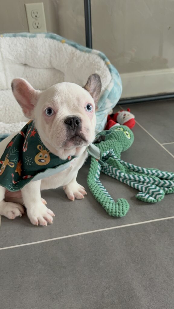 Ives | Fawn Pied French Bulldog Male | Available Oct 2025
