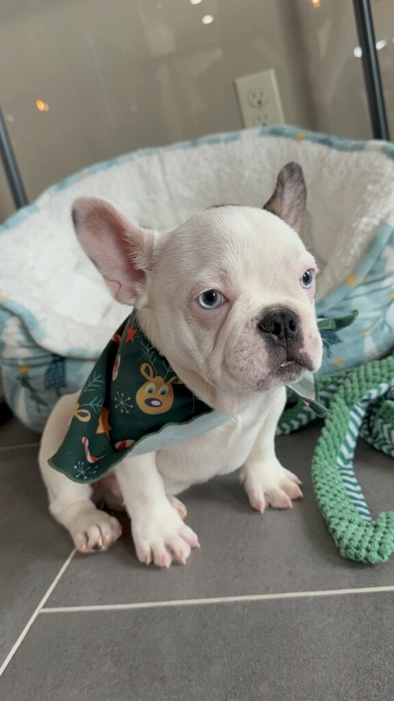 Ives | Fawn Pied French Bulldog Male | Available Oct 2025