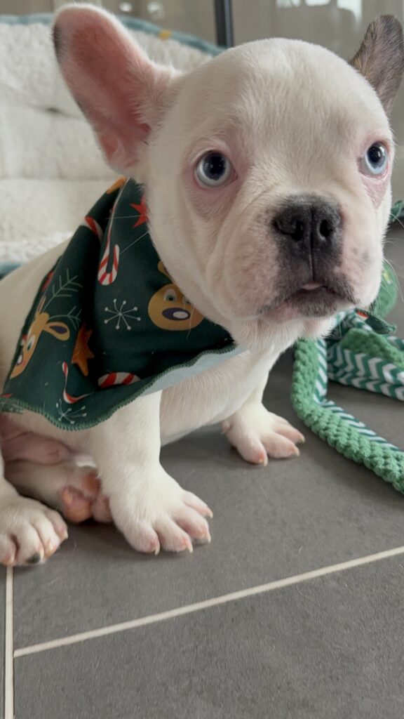 Ives | Fawn Pied French Bulldog Male | Available Oct 2025