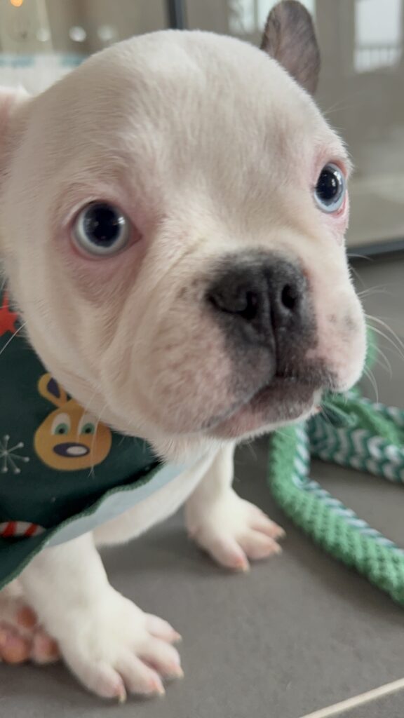 Ives | Fawn Pied French Bulldog Male | Available Oct 2025