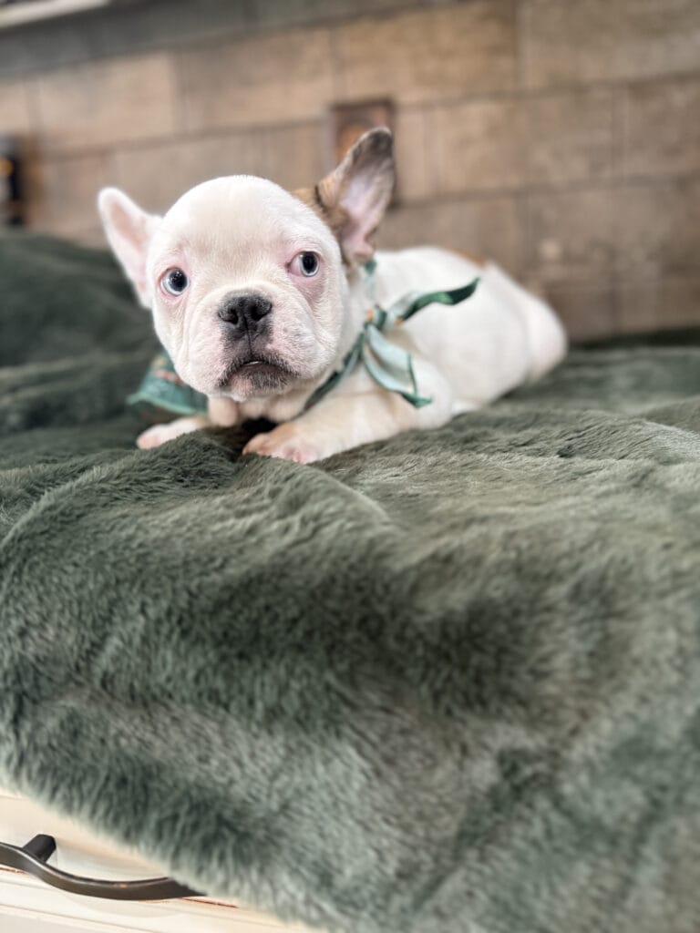 Ives | Fawn Pied French Bulldog Male | Available Oct 2025
