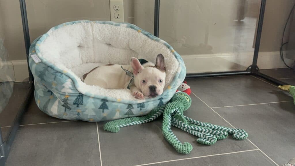 Ives | Fawn Pied French Bulldog Male | Available Oct 2025