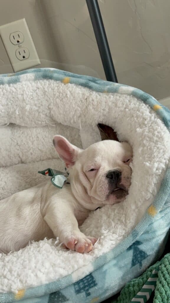 Ives | Fawn Pied French Bulldog Male | Available Oct 2025