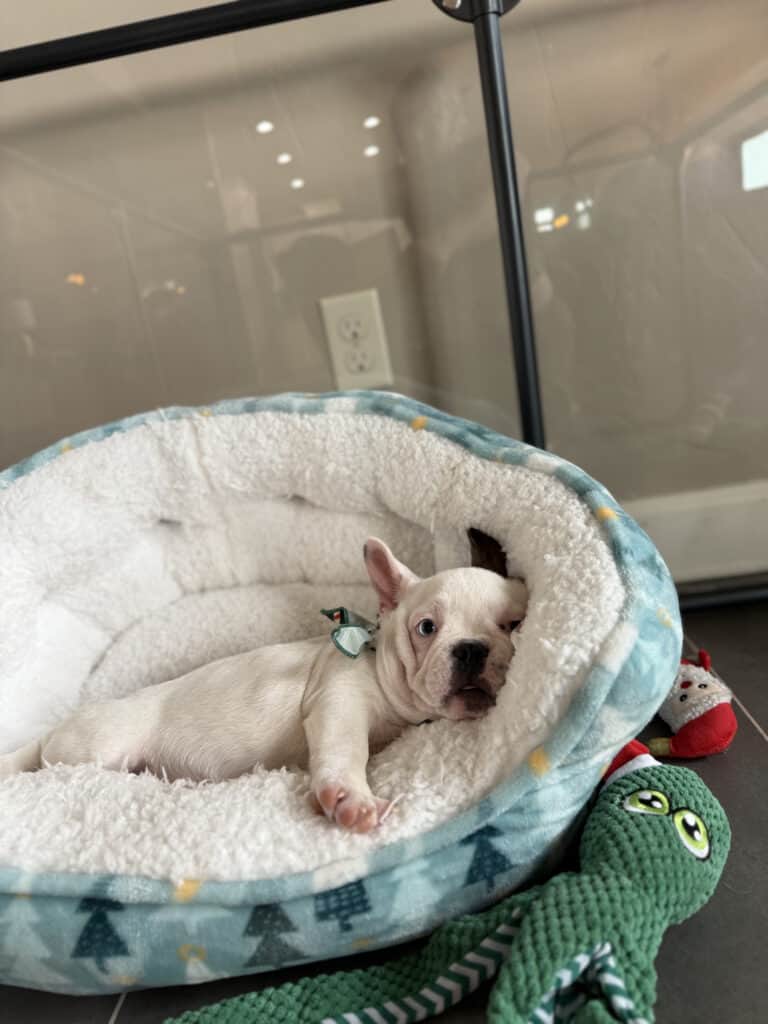 Ives | Fawn Pied French Bulldog Male | Available Oct 2025
