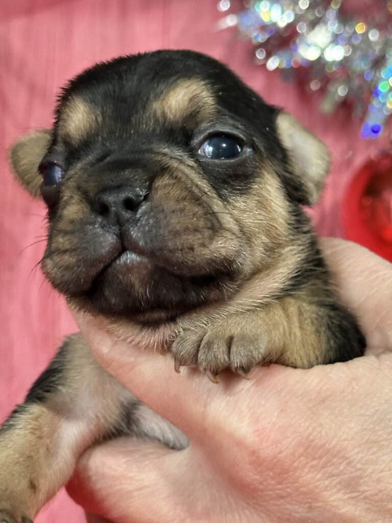 Sam | Black & Tan French Bulldog Male | Available Jan, 2026