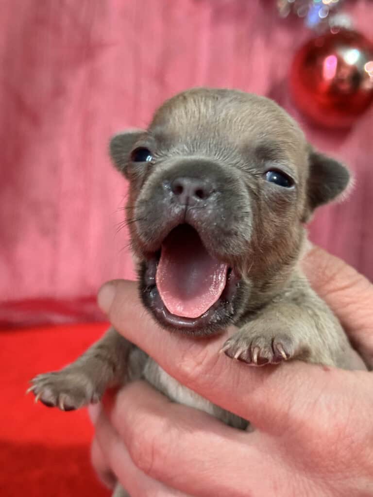 Sasha | Blue Fawn French Bulldog Male | Available Jan 2026