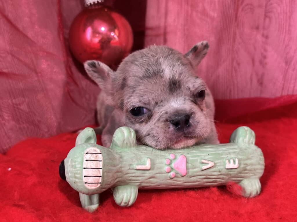 Romeo | Blue Merle French Bulldog Male | Available in Christmas