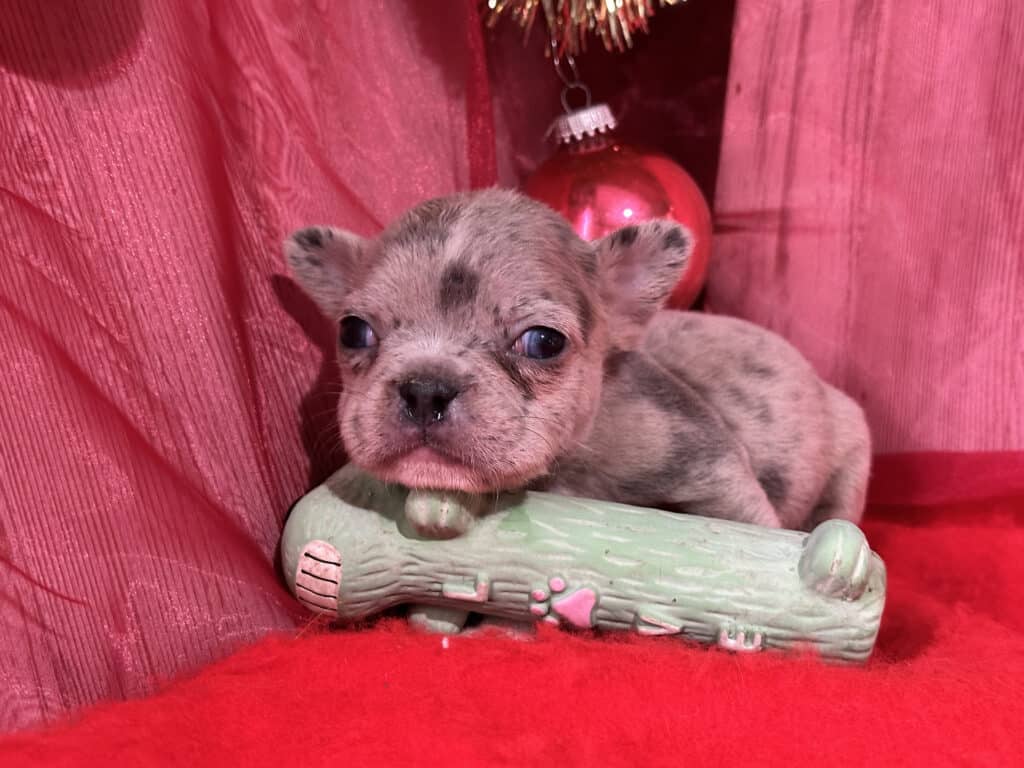 Romeo | Blue Merle French Bulldog Male | Available in Christmas