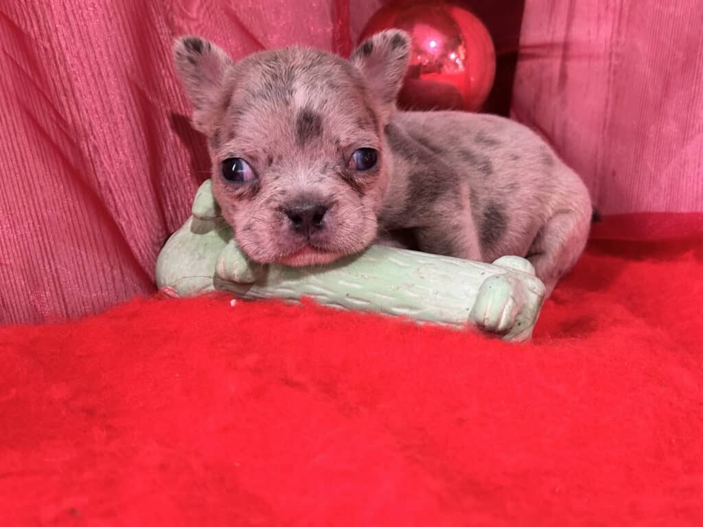 Romeo | Blue Merle French Bulldog Male | Available in Christmas