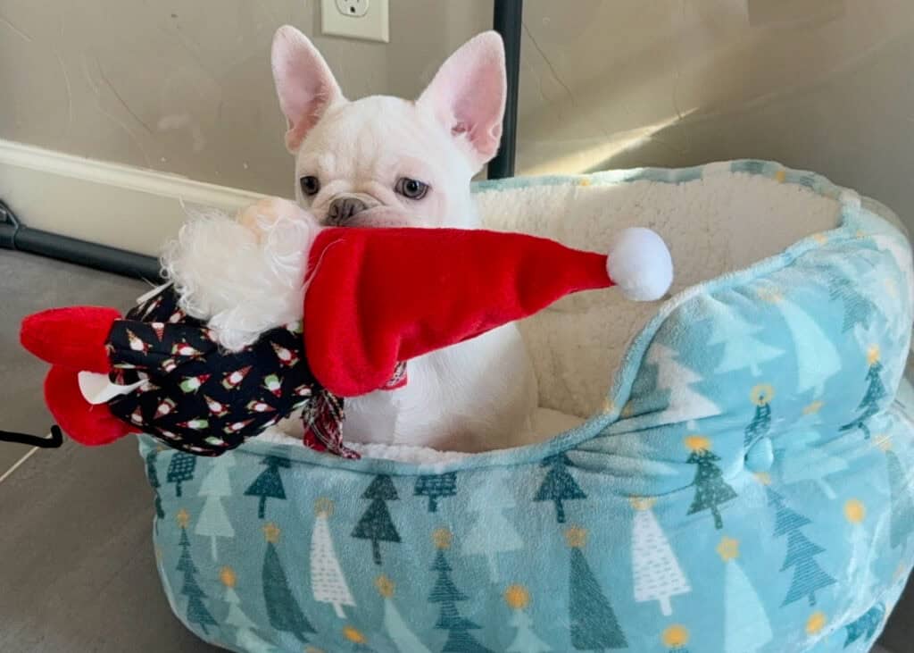 Evan | Cream French Bulldog Male | Available Now