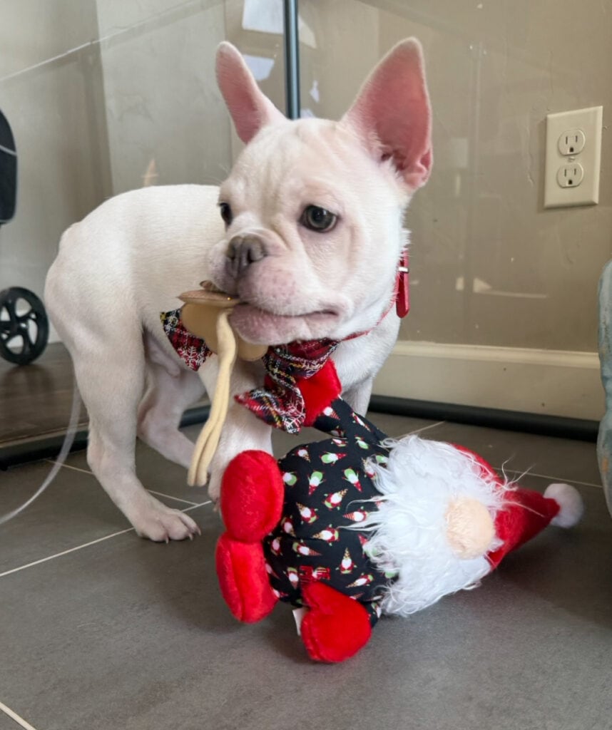 Evan | Cream French Bulldog Male | Available Now