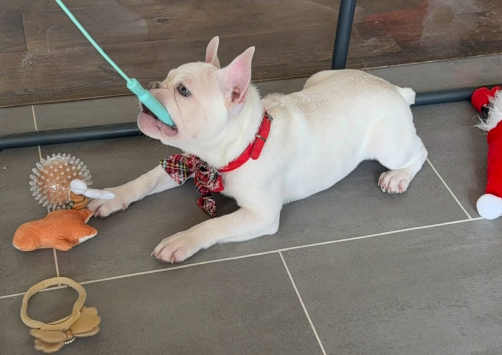 Evan | Cream French Bulldog Male | Available Now