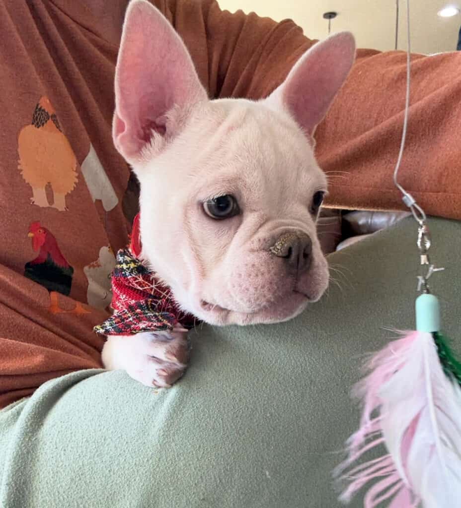 Evan | Cream French Bulldog Male | Available Now
