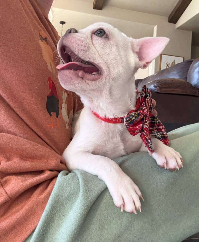 Evan | Cream French Bulldog Male | Available Now