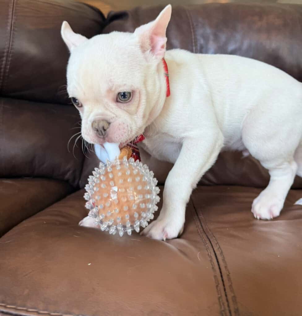 Evan | Cream French Bulldog Male | Available Now