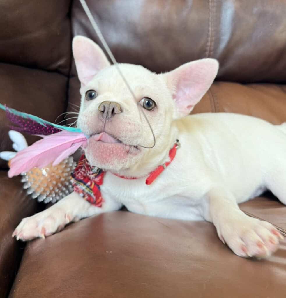 Evan | Cream French Bulldog Male | Available Now