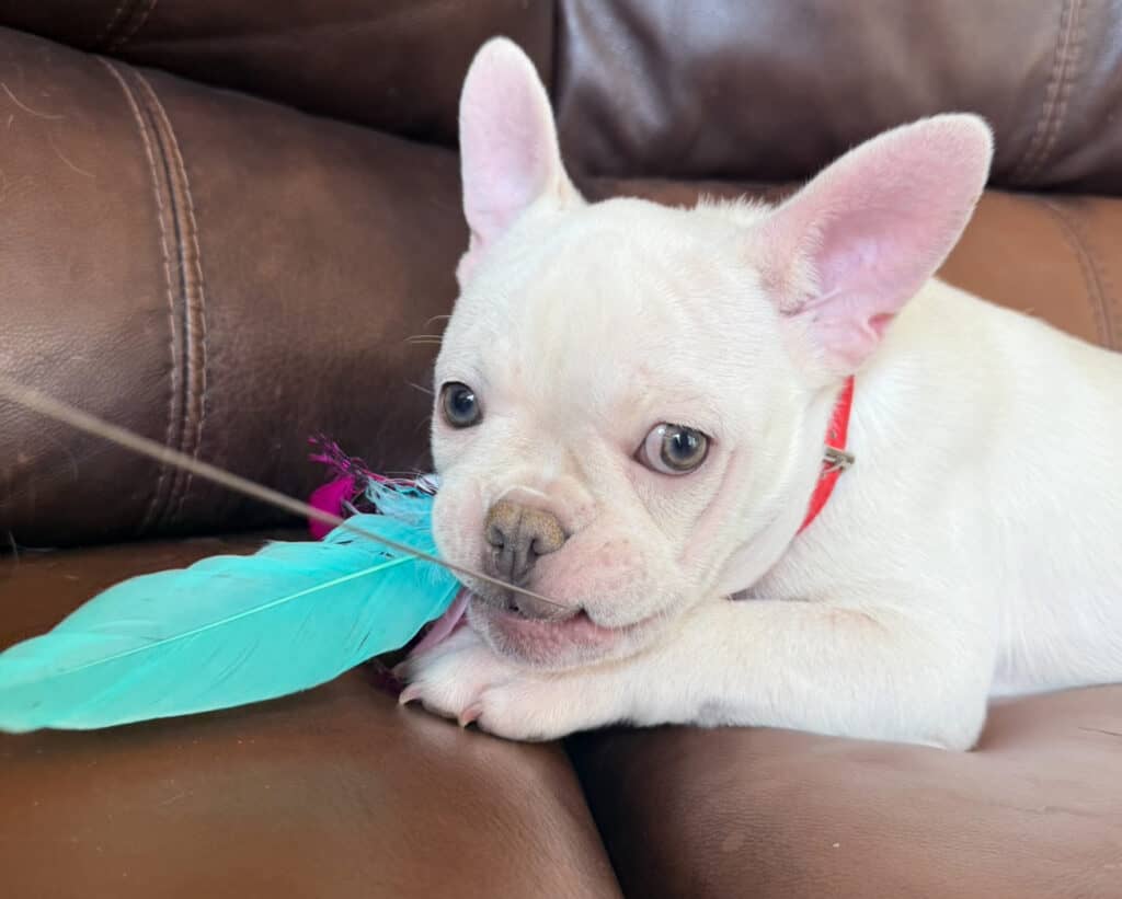 Evan | Cream French Bulldog Male | Available Now