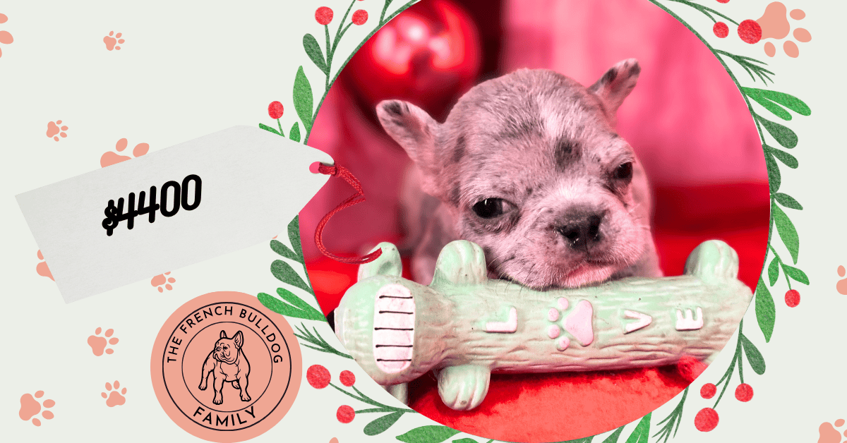 Romeo | Blue Merle French Bulldog Male | Available in Christmas