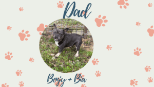 Benjy + Bia - Frenchie's parents