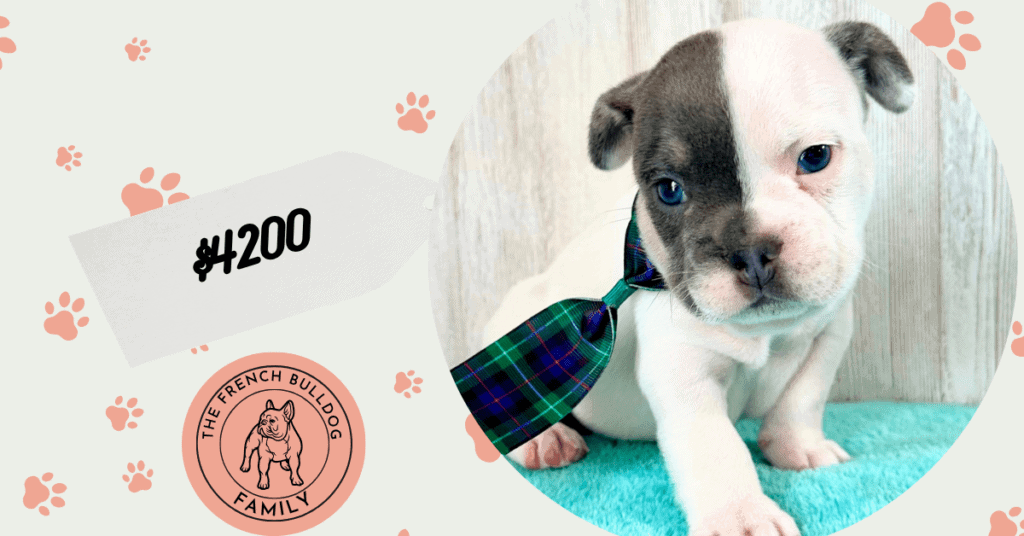 Jackson | Blue Pied French Bulldog Male | Available May 20th, 2026