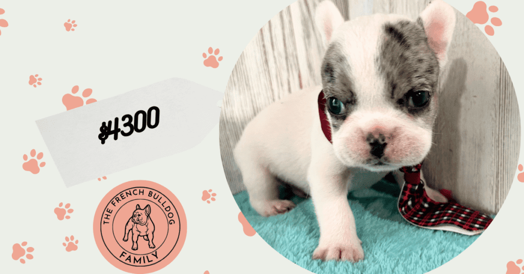 Jaden | Blue Merle Pied French Bulldog Male | Available May 20th, 2026