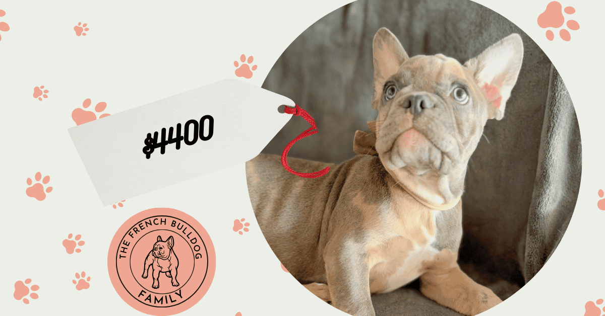 Vito | Blue Fawn Merle French Bulldog Male | Available Now