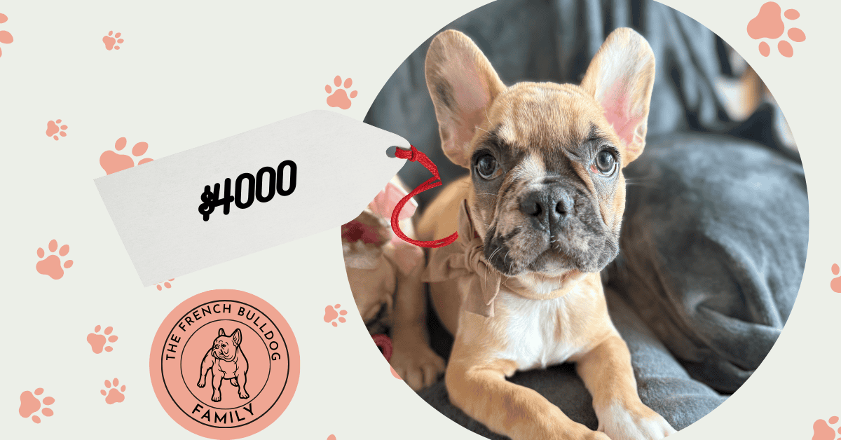 Vinny | Fawn Merle French Bulldog Male | Available Now