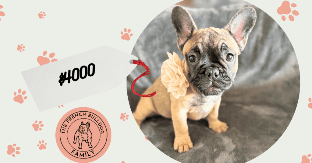 Tunica | Fawn French Bulldog Female | Available Now