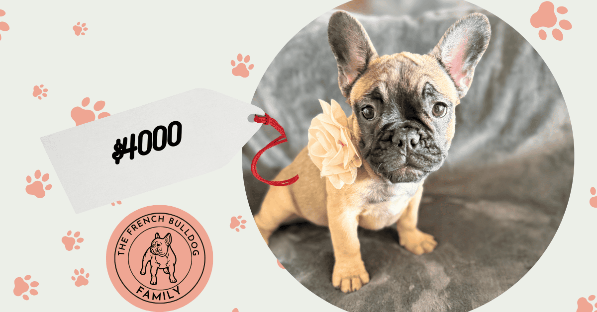 Tunica | Fawn French Bulldog Female | Available Now